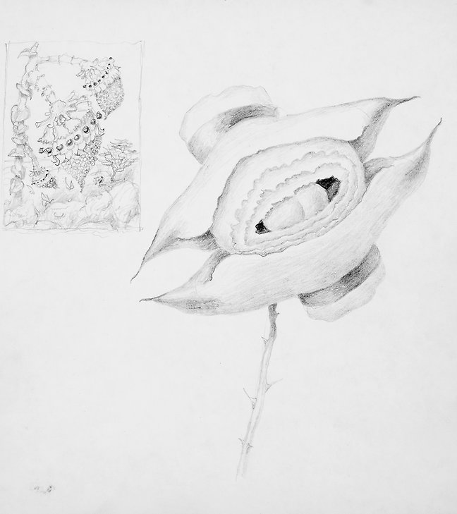 Drawing  1971  graphite on paper  185 x 207 mm