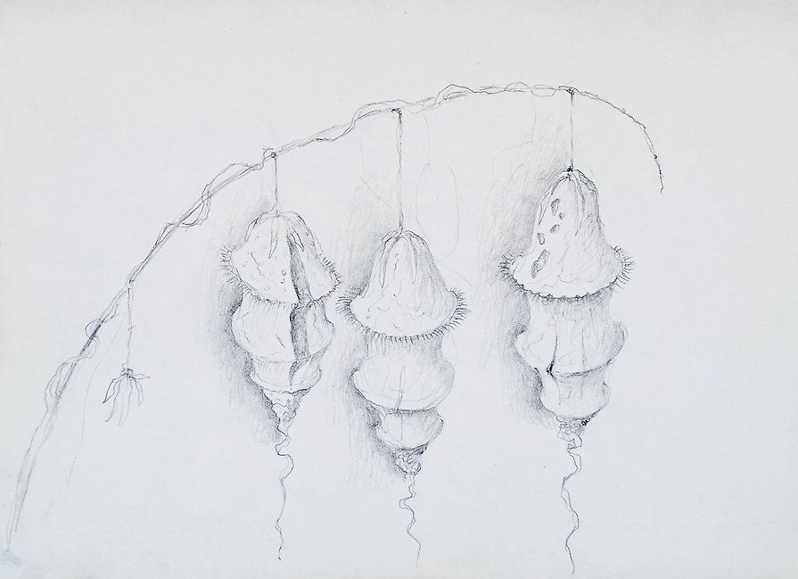 Drawing  1973  graphite on paper  202 x 147 mm