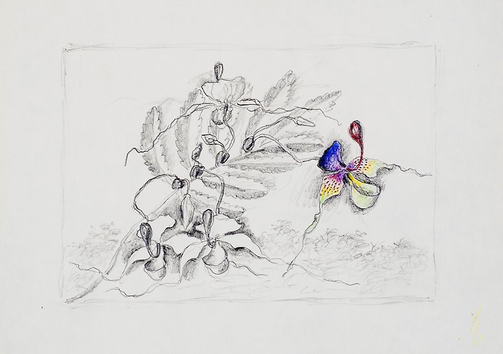 Teckning  1973  blyerts,krita på papper  208 x 148 mm